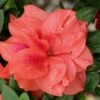 Autumn Monarch Encore Azalea - 3 Gallon Pot 2 Autumn Monarch Encore Azalea - 3 Gallon Pot -Exquisite Plants Encore Azalea Autumn Monarch 500x750 1