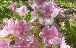 Autumn Sweetheart Encore Azalea - 1 Gallon Pot 9 Autumn Sweetheart Encore Azalea - 1 Gallon Pot -Exquisite Plants Encore Azalea Autumn Sweetheart 51