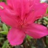 Autumn Carnival Encore Azalea - 1 Gallon Pot -Exquisite Plants Encore Azalea Autumn UNKNOWN 4 500x750 1