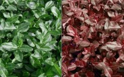 Purple Wintercreeper - Euonymus Fortunei Coloratus - 3 Pack Of Pint Pots -Exquisite Plants Euonymus Coloratus Purple Winter Creeper 50 1
