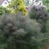 Bronze Fennel (Foeniculum Vulgare 'Purpureum') - 1 Gallon Pot -Exquisite Plants Fennel Bronze 8