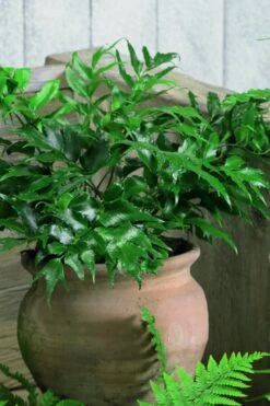 Japanese Holly Fern - Cyrtomium Falcatum 'Rochfordianum' - 2.5 Quart Pot -Exquisite Plants Fern Japanese Holly 8