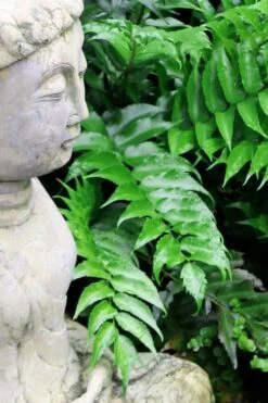 Japanese Holly Fern - Cyrtomium Falcatum 'Rochfordianum' - 2.5 Quart Pot -Exquisite Plants Fern Japanese Holly 9