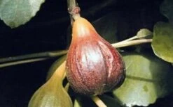 Magnolia Fig Tree - 1 Gallon Pot -Exquisite Plants Fig Magnolia