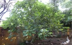 Texas Everbearing Fig Tree - 3 Gallon Pot -Exquisite Plants Fig Texas Everbearing 12