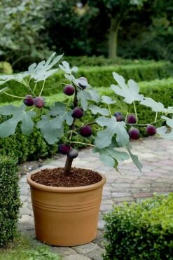 Texas Everbearing Fig Tree - 3 Gallon Pot -Exquisite Plants Fig Texas Everbearing 13