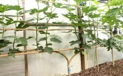 Texas Everbearing Fig Tree - 3 Gallon Pot -Exquisite Plants Fig Texas Everbearing 6