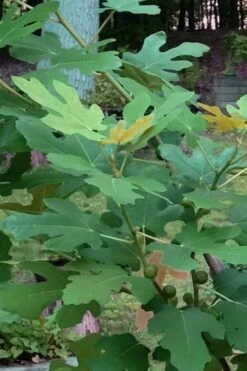 Texas Everbearing Fig Tree - 3 Gallon Pot -Exquisite Plants Fig Texas Everbearing 7