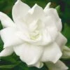 August Beauty Gardenia - 3 Gallon Pot -Exquisite Plants Gardenia August Beauty 5 500x750 4