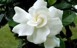 August Beauty Gardenia - 6 Pack Of 1 Gallon Pots -Exquisite Plants Gardenia August Beauty Flower Closeup 2