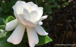 Crown Jewel Gardenia - 1 Gallon Pot -Exquisite Plants Gardenia Crown Jewel 4