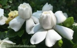 Crown Jewel Gardenia - 1 Gallon Pot -Exquisite Plants Gardenia Crown Jewel 50 1