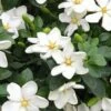 Hardy Fragrant Daisy Gardenia Bush - 2.5 Quart Pot -Exquisite Plants Gardenia Daisy 20 3