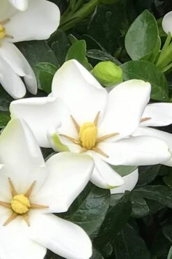 Hardy Fragrant Daisy Gardenia Bush - 3 Gallon Pot -Exquisite Plants Gardenia Daisy 21 2