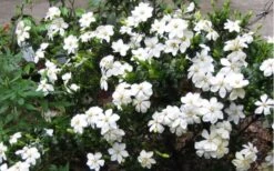 Hardy Fragrant Daisy Gardenia Bush - 3 Gallon Pot -Exquisite Plants Gardenia Daisy Blooms 2 2