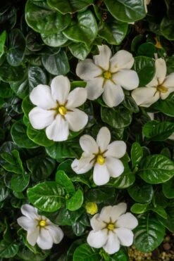 Diamond Spire Gardenia - 3 Gallon Pot -Exquisite Plants Gardenia Diamond Spire 2 1