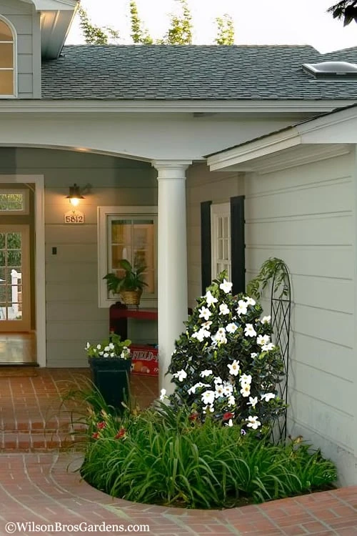 Diamond Spire Gardenia - 1 Gallon Pot 7 Diamond Spire Gardenia - 1 Gallon Pot - Image 5