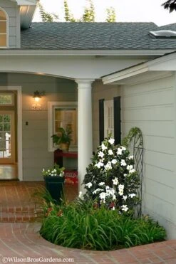 Diamond Spire Gardenia - 2 Gallon Pot -Exquisite Plants Gardenia Diamond Spire 5