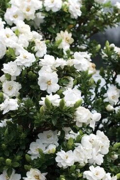 Double Mint Gardenia - 2 Gallon Pot -Exquisite Plants Gardenia Double Mint 2 3