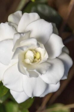 Double Mint Gardenia - 1 Gallon Pot