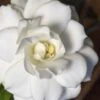 Double Mint Gardenia - 2 Gallon Pot -Exquisite Plants Gardenia Double Mint 5 3
