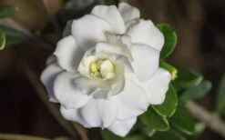 Double Mint Gardenia - 3 Gallon Pot -Exquisite Plants Gardenia Double Mint 6 2