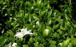 Double Mint Gardenia - 1 Gallon Pot -Exquisite Plants Gardenia Double Mint 7 1