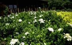 Double Mint Gardenia - 2 Gallon Pot -Exquisite Plants Gardenia Double Mint 8 3