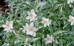 Variegated Creeping Dwarf Gardenia - 3 Gallon Pot -Exquisite Plants Gardenia Dwarf Radicans Variegated 3