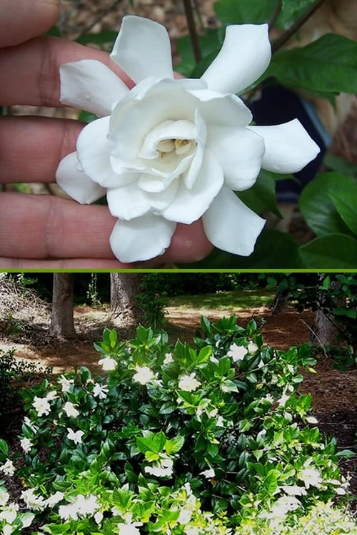 Fall In Love Cold Hardy Gardenia - 1 Gallon Pot 7 Fall In Love Cold Hardy Gardenia - 1 Gallon Pot - Image 5