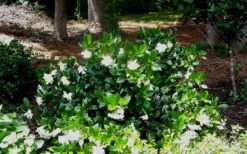 Fall In Love Cold Hardy Gardenia - 1 Gallon Pot 13 Fall In Love Cold Hardy Gardenia - 1 Gallon Pot -Exquisite Plants Gardenia Fallin In Love Shrub