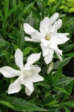 Frost Proof Gardenia - 1 Gallon Pot -Exquisite Plants Gardenia Frost Proof Rev 500x750 3