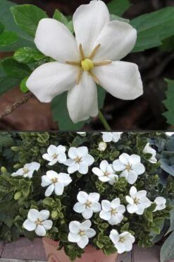 Hardy Fragrant Daisy Gardenia Bush - 1 Gallon Pot -Exquisite Plants Gardenia Hardy Daisy 500x750 1