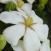 Heaven Scent Gardenia - 1 Gallon Pot 1 Heaven Scent Gardenia - 1 Gallon Pot -Exquisite Plants Gardenia Heaven Scent 15 1