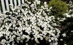 Heaven Scent Gardenia - 1 Gallon Pot 11 Heaven Scent Gardenia - 1 Gallon Pot -Exquisite Plants Gardenia Heaven Scent 17 1