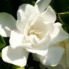 Jubilation Gardenia - 5 Gallon Pot 1 Jubilation Gardenia - 5 Gallon Pot -Exquisite Plants Gardenia Jubilation BS 5