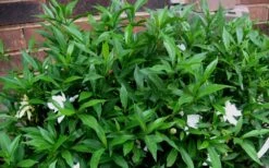 Radicans Creeping Dwarf Gardenia - 1 Gallon Pot -Exquisite Plants Gardenia Radicans 53 1
