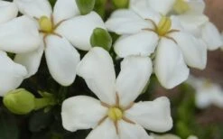 ScentAmazing Gardenia - 2 Gallon Pot 11 ScentAmazing Gardenia - 2 Gallon Pot -Exquisite Plants Gardenia Scentamazing 20 1