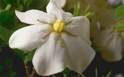 ScentAmazing Gardenia - 2 Gallon Pot 13 ScentAmazing Gardenia - 2 Gallon Pot -Exquisite Plants Gardenia Scentamazing Closeup 1