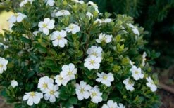 ScentAmazing Gardenia - 2 Gallon Pot 12 ScentAmazing Gardenia - 2 Gallon Pot -Exquisite Plants Gardenia Scentamazing Shrub 1