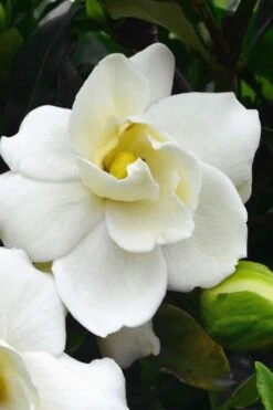 Sweet Tea Gardenia - 3 Gallon Pot -Exquisite Plants Gardenia Sweet Tea 1
