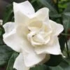 Sweet Tea Gardenia - 3 Gallon Pot -Exquisite Plants Gardenia Sweet Tea 3