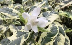 Variegated Gardenia - 1 Gallon Pot 10 Variegated Gardenia - 1 Gallon Pot -Exquisite Plants Gardenia Variegated 1