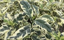 Variegated August Beauty Gardenia - 1 Gallon Pot 11 Variegated August Beauty Gardenia - 1 Gallon Pot -Exquisite Plants Gardenia Variegated 2 2