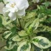 Variegated Gardenia - 1 Gallon Pot -Exquisite Plants Gardenia Variegated BS
