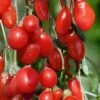 Goji Berry Plant - Lycium Barbarum - 1 Gallon Pot -Exquisite Plants Goji Berry Dynamite 500x750 1