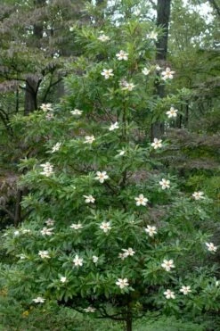 Sweet Tea Mountain Gordlinia - 3 Gallon Pot 9 Sweet Tea Mountain Gordlinia - 3 Gallon Pot -Exquisite Plants Gordlinia Sweet Tea 12