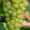 Niagara Seedless Grape Vine - 1 Gallon Pot 1 Niagara Seedless Grape Vine - 1 Gallon Pot -Exquisite Plants Grape Niagra 3