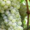Thompson Seedless Grape Vine - 1 Gallon Pot -Exquisite Plants Grape Thompson Seedless 500x750 1