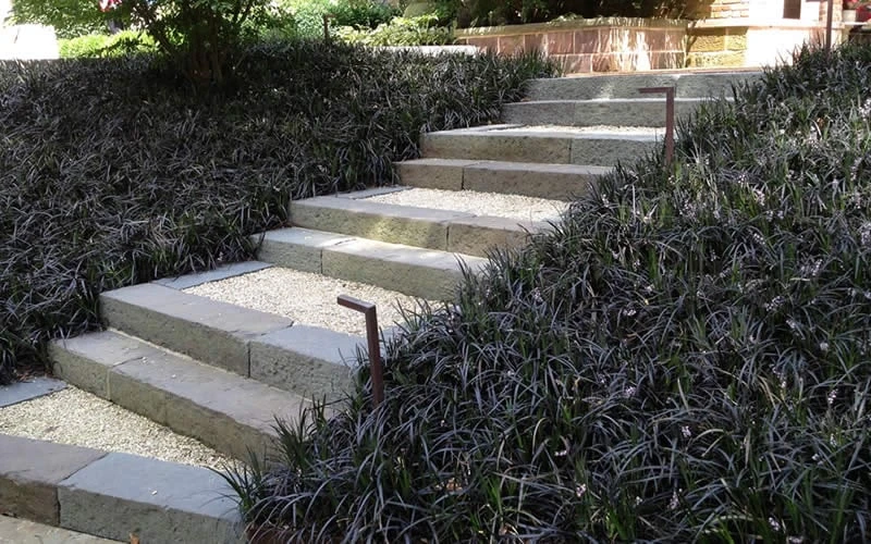 Black Mondo Grass (Ophiopogon Planiscapus 'Nigrescens') - 6 Pack Of Pint Pots 6 Black Mondo Grass (Ophiopogon Planiscapus 'Nigrescens') - 6 Pack Of Pint Pots - Image 4